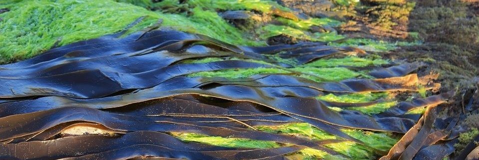 Mr Seaweed banner