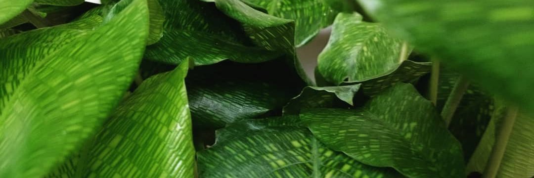 Jodie banner