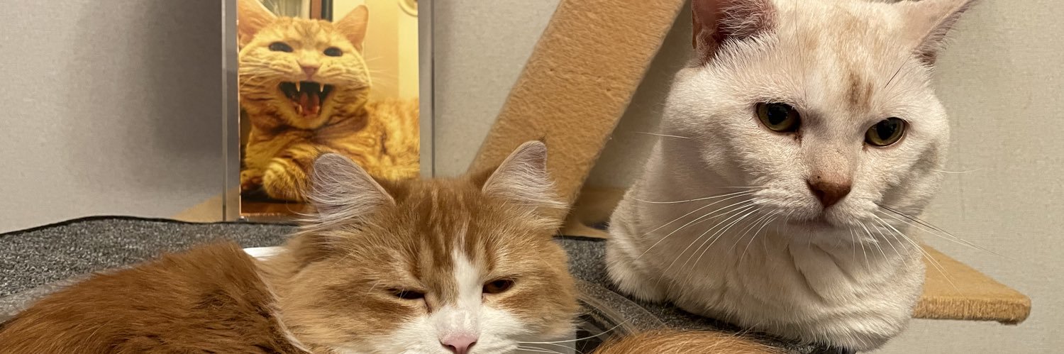 ねこ吉 banner
