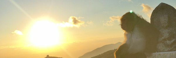 yotsuba_agi Profile Banner