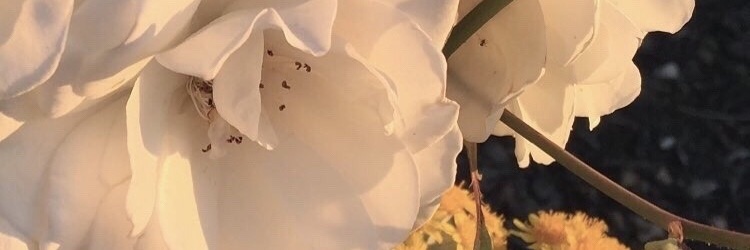 FdaCGonzalez's profile banner image