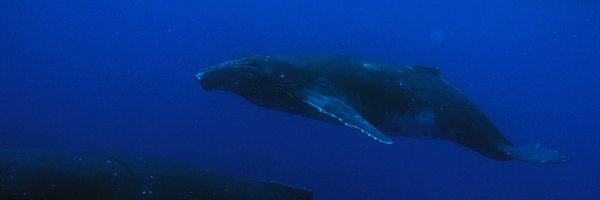 CFrazaoSantos Profile Banner