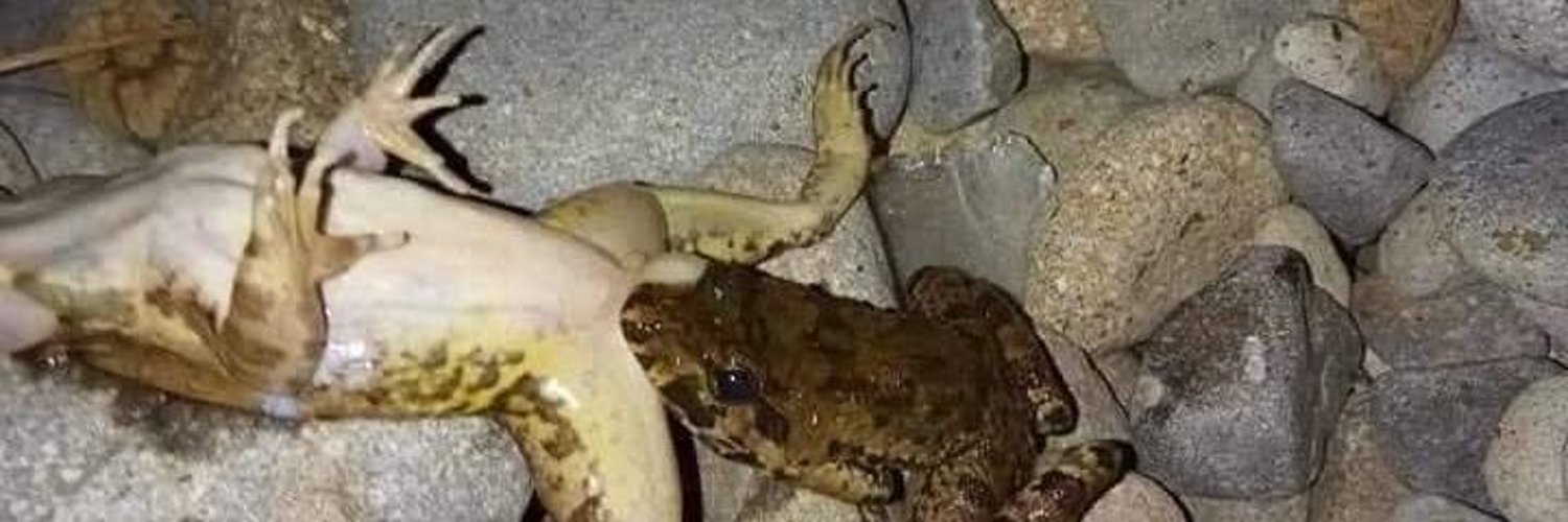 Drriuuu banner