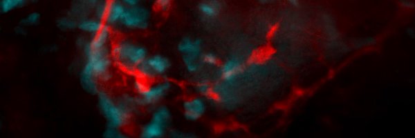 CCAAM_CaCVAM Profile Banner