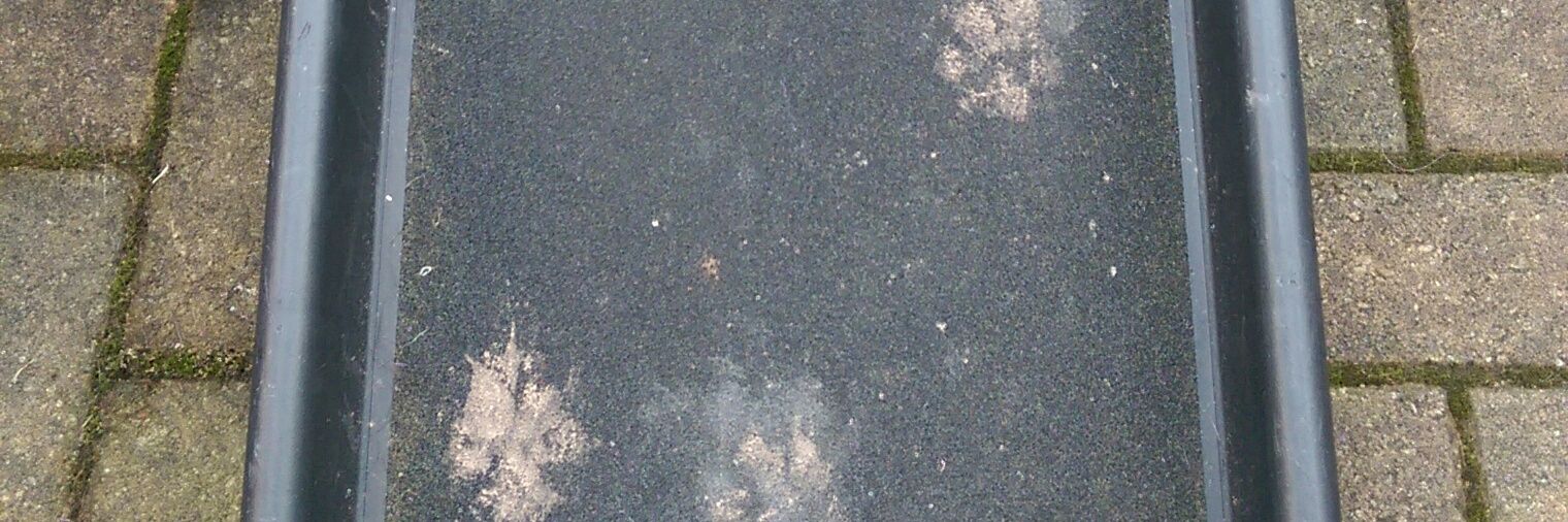 Leo the Lab & Angel Prince Furbaby🌈 banner