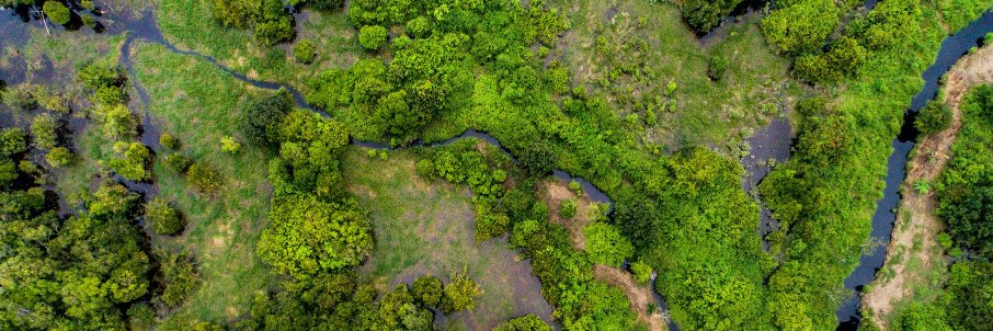 International Tropical Peatlands Center banner