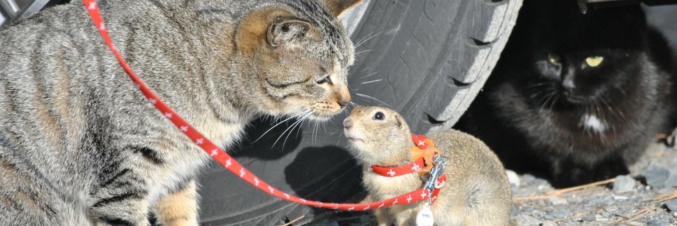 stray_cats banner