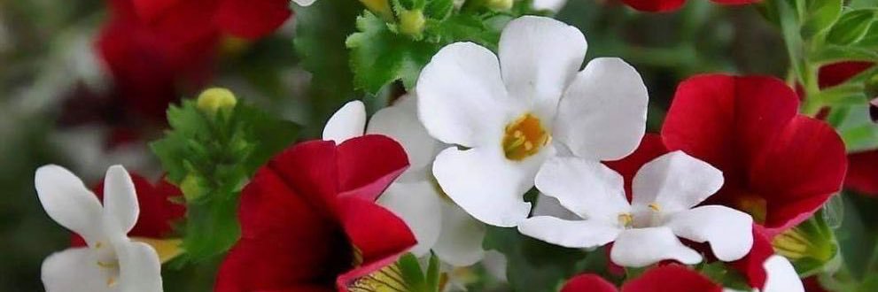 🍃روح الحياة A*Z🍃 banner