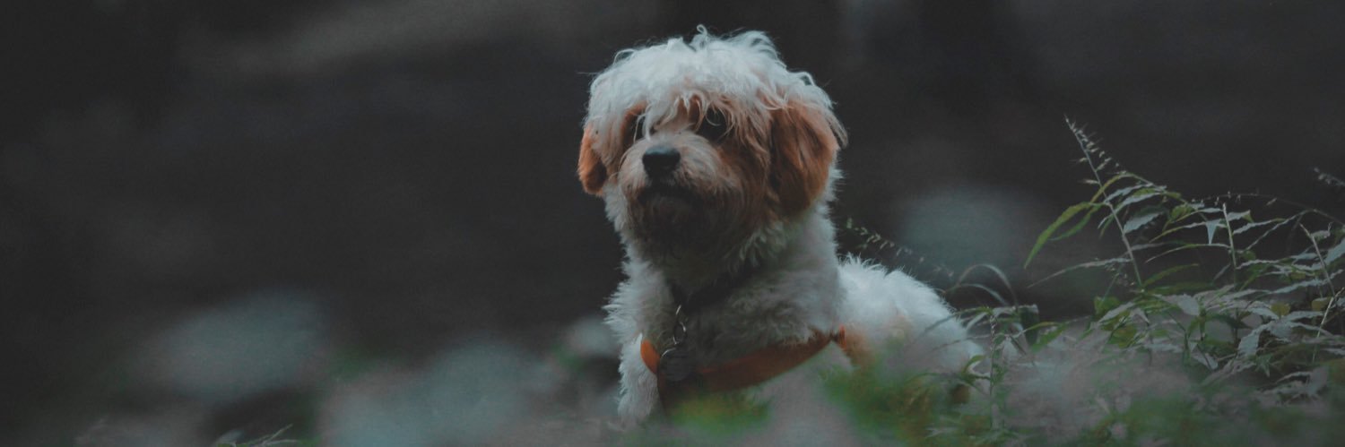 AmirShb2's profile banner image