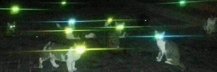 wickedwik_'s profile banner image