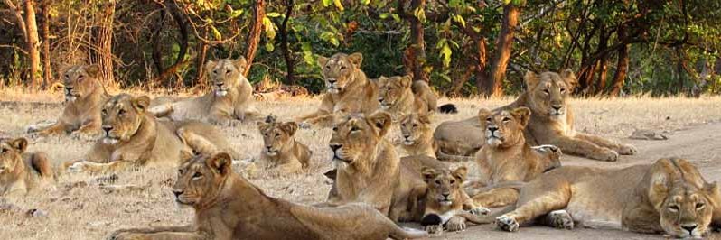 PCCF & HoFF, Gujarat State banner