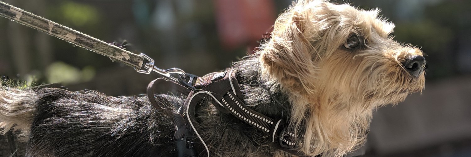 terrierscript's profile banner image