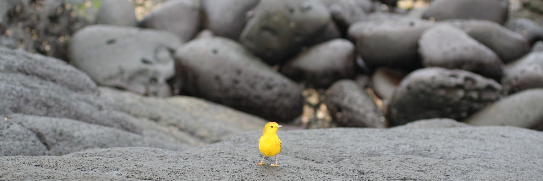 Chris.Charnitski (he/him) banner