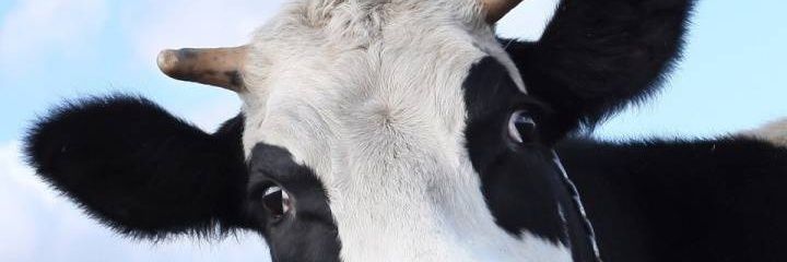 MVICELLIO's profile banner image