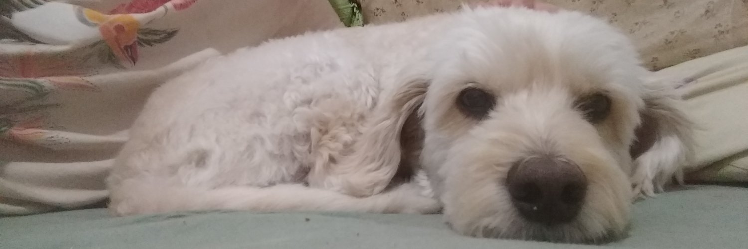 Rapha com PH 🐼 banner