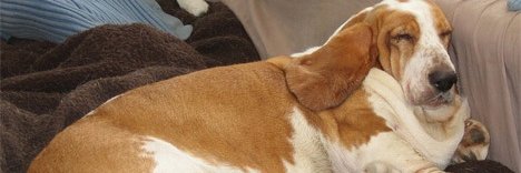 「アルエ」COMMISSIONS OPEN banner