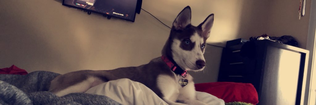 vikki_manzo's profile banner image