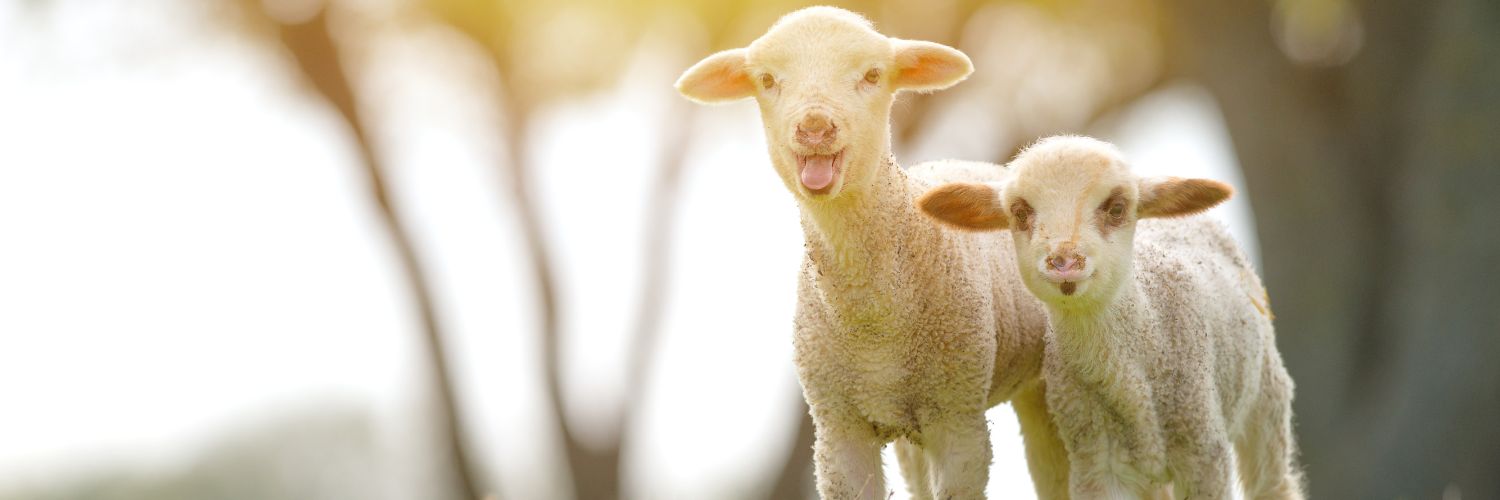 Compassion in World Farming EU's banner