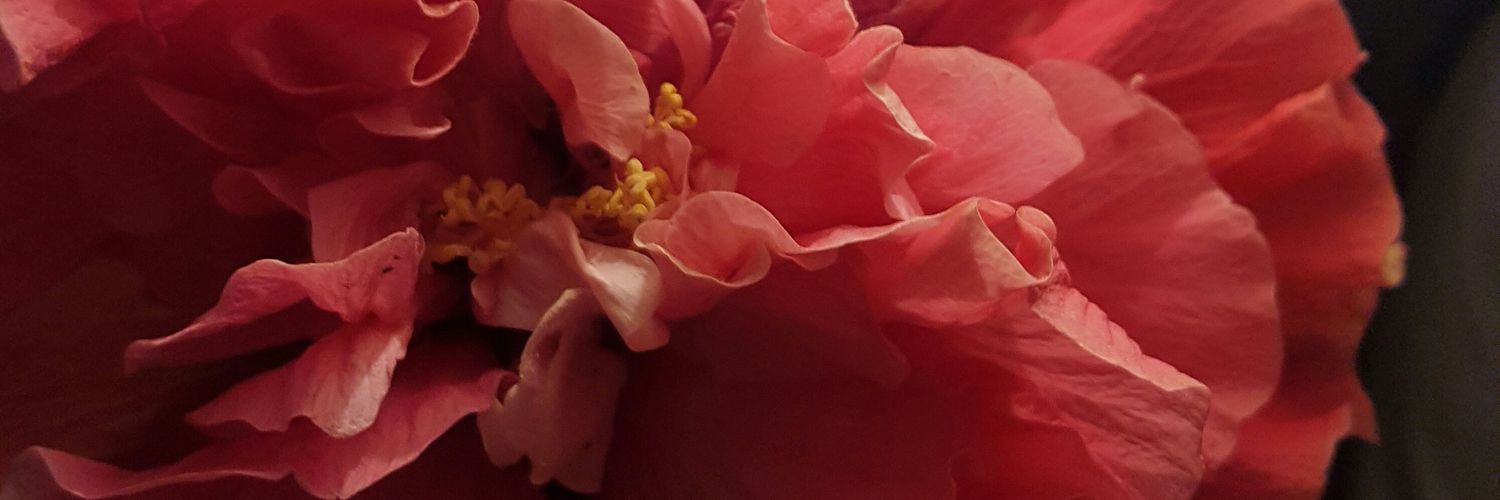 RomyKnight's profile banner image