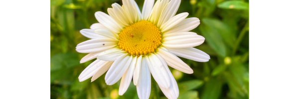 DeliGermanotta Profile Banner