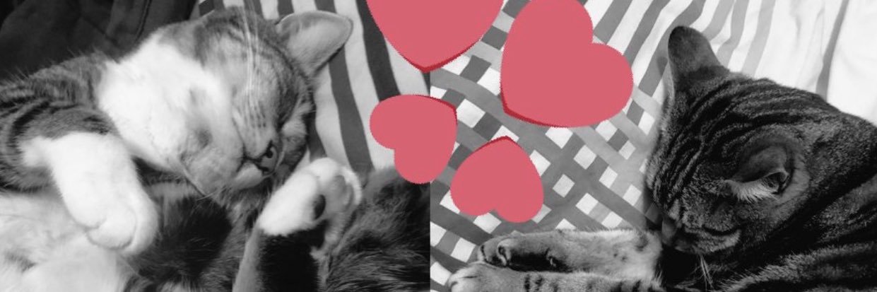 Sox, Daisy 🌈 Luna and Teddy💙's banner