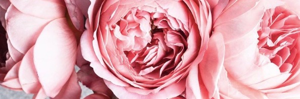 clementineconH's profile banner image
