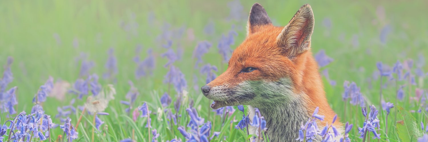 Sarah Longes 🇺🇦 banner