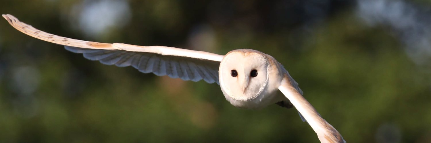 Gerry Capelin banner