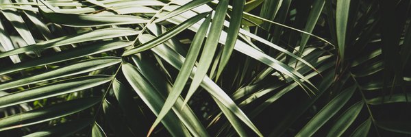 okapipangolin Profile Banner