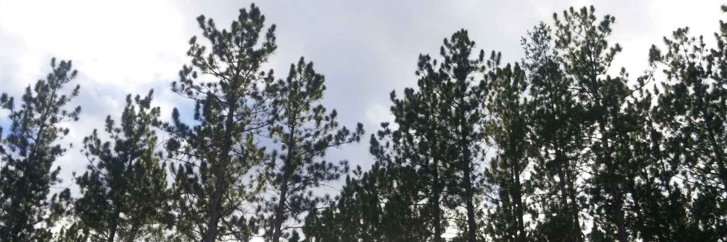 InkaTworek's profile banner image