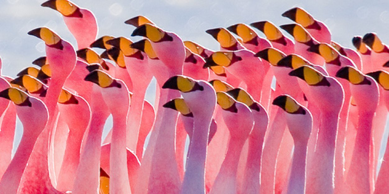 Pinkbird65's profile banner image