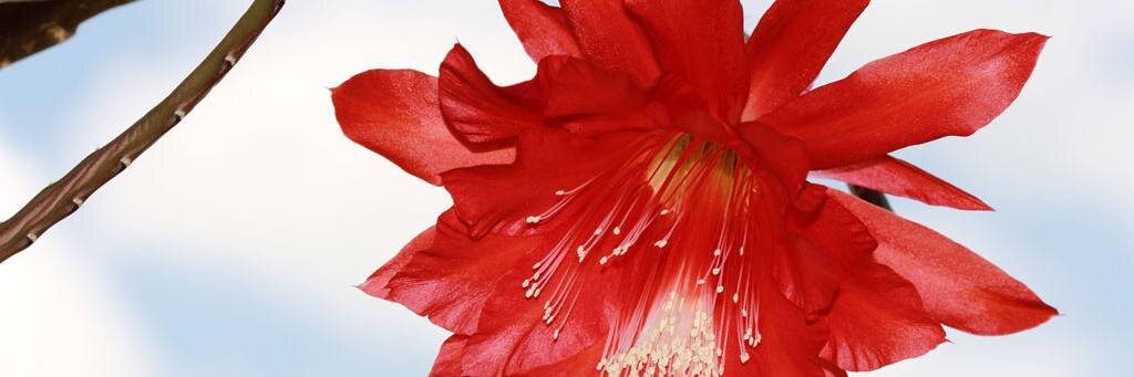 romantin's profile banner image