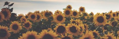 NicoleMatthys's profile banner image