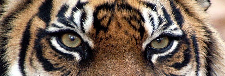 NooeeliiaM's profile banner image