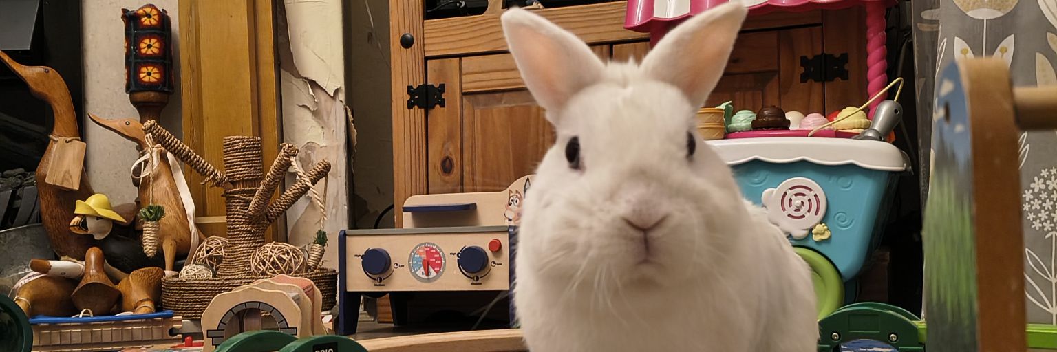 Neil The Rabbit banner