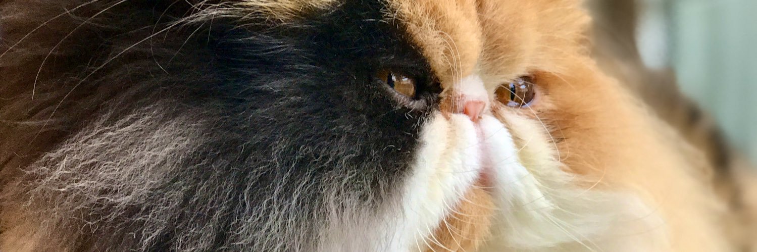 👑Precious Ella👑 banner