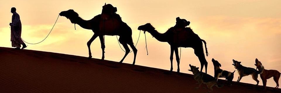 الشريف اليعربي Alshareefalyarubi banner