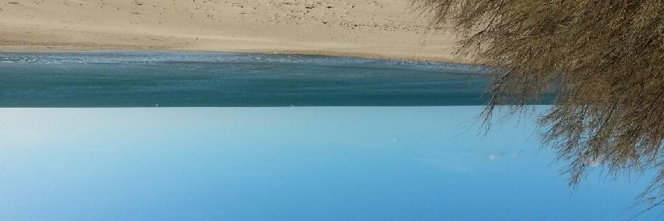 CM4171 nemo laboratory banner