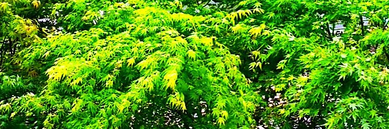 大伴晶司(Otomo Akitsuka) banner