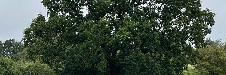 nneggs's profile banner image