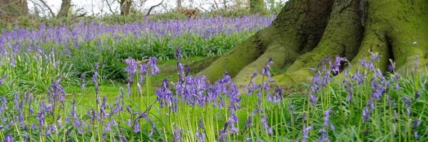 NativeForestry Profile Banner