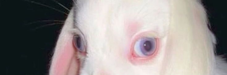 donot_pet's profile banner image