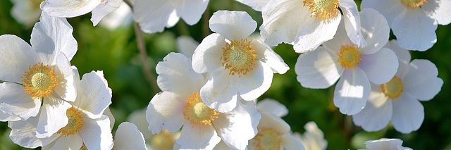 TODO SOBRE LA VIDA banner