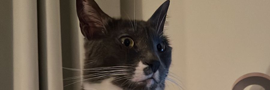 PelaSalvini's profile banner image
