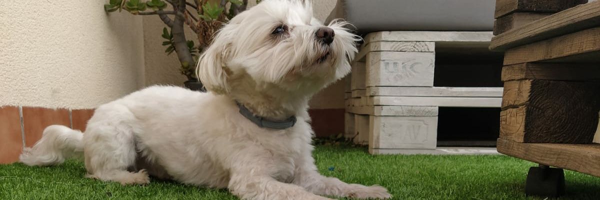 paco13chino's profile banner image
