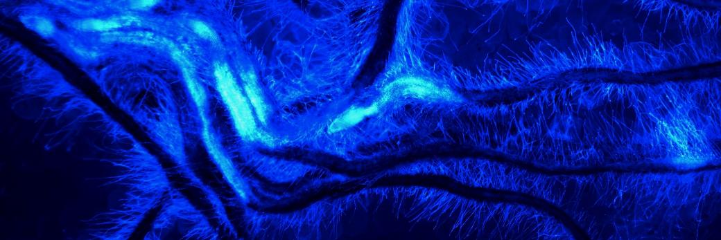 @Deutschbauer_Lab banner