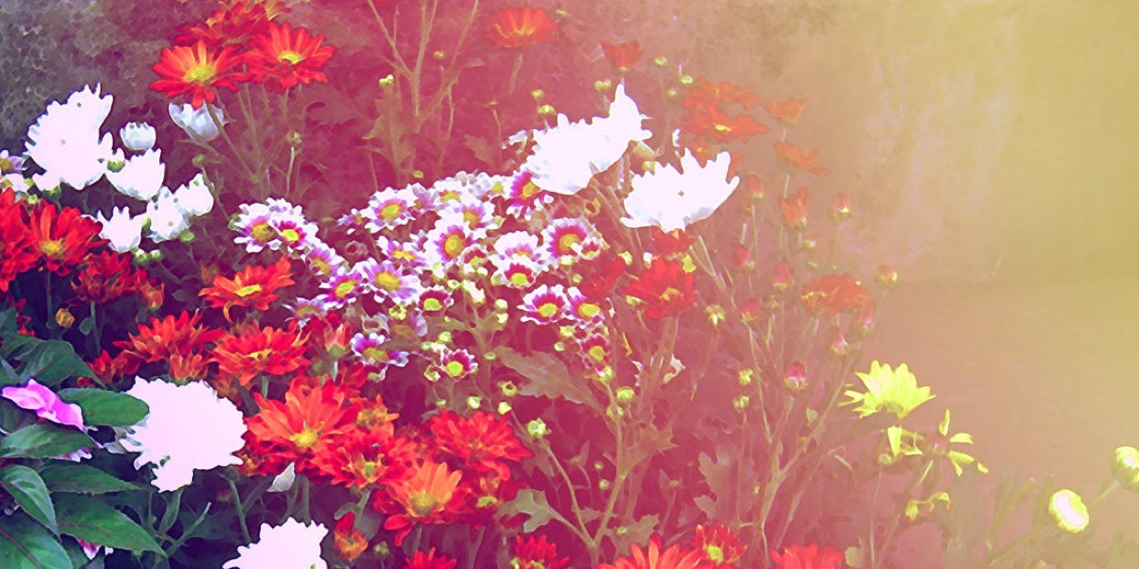 caroldveiga's profile banner image
