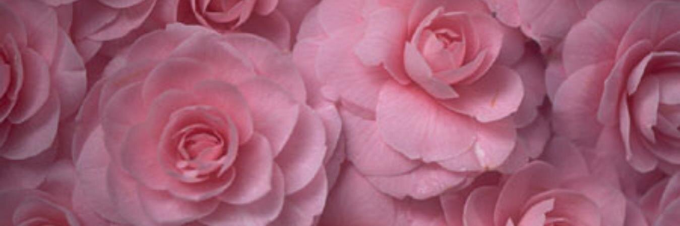 benibara11's profile banner image