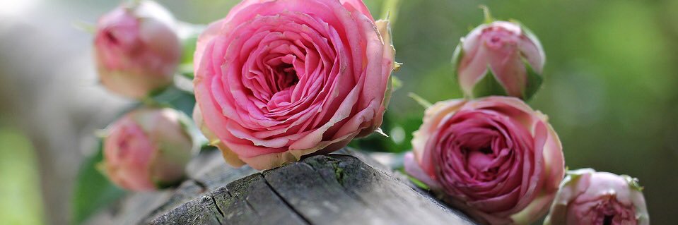 دلال القحطاني banner