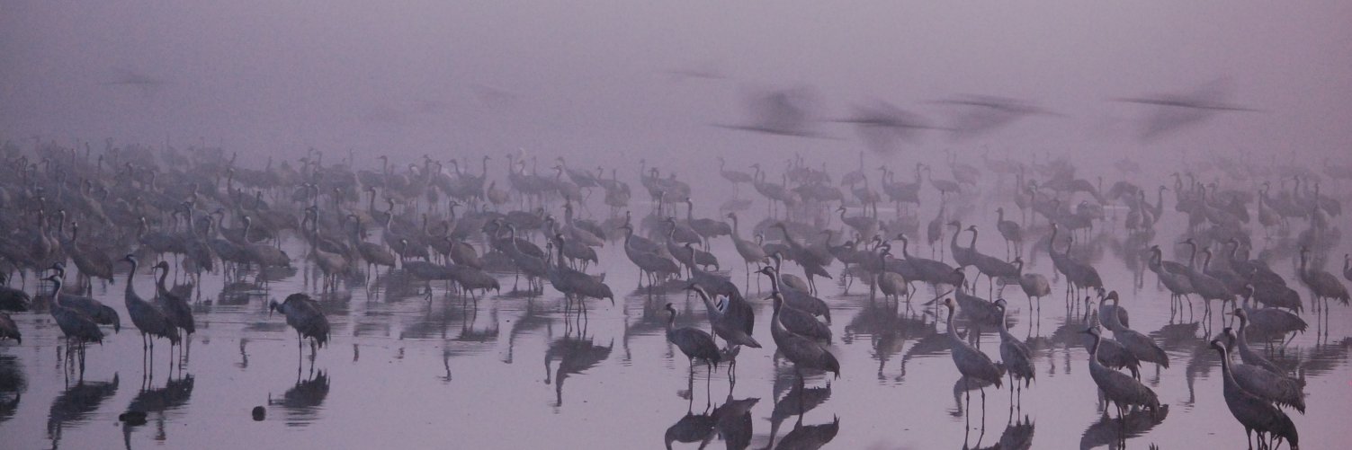 SCB ConsBehav WG banner